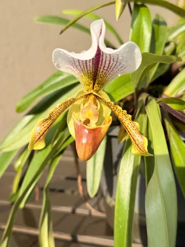 Vendo linda orquídea sapatinho (Paphiopedilum) de cultivo particular.