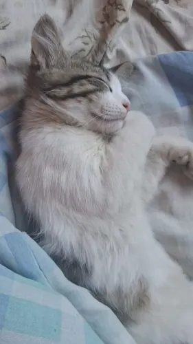 Gatinha para doação.