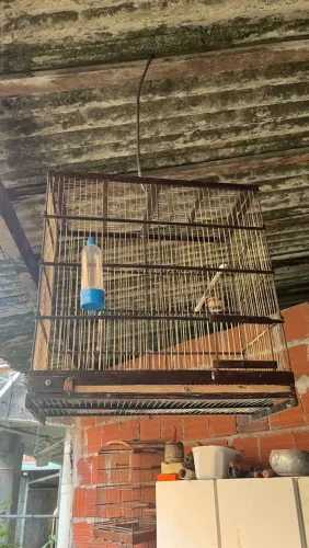 GAIOLAS DISPONÍVEL 