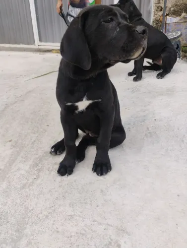 Filhote de CANE CORSO 