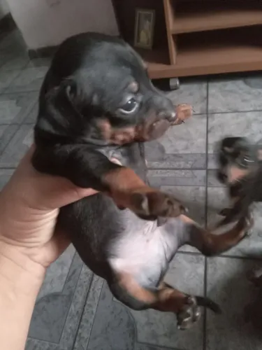 Vendo pincher 0