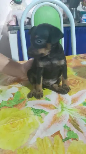 Cachorro pinscher número 1
