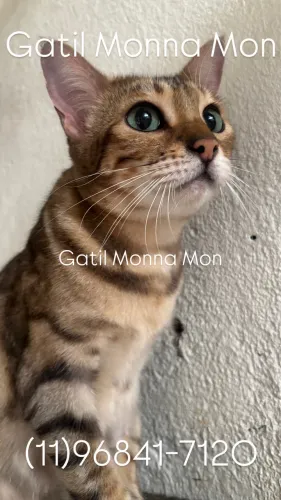 Bengal Fêmea Adulta no Cio