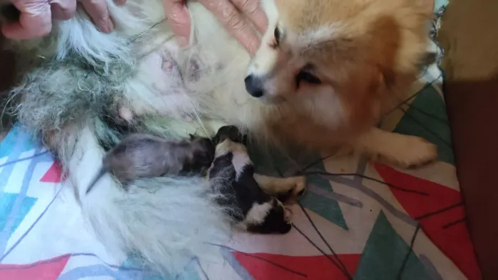 Lulu da Pomerânia anão 