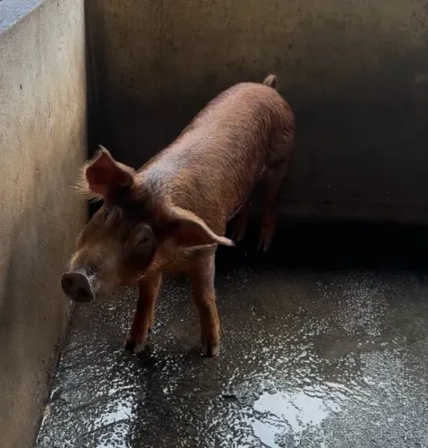 Duroc , Moura e Black F1