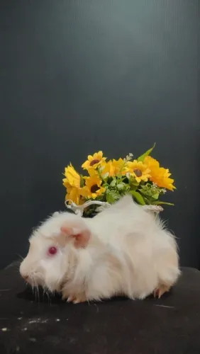 Porquinho da Índia