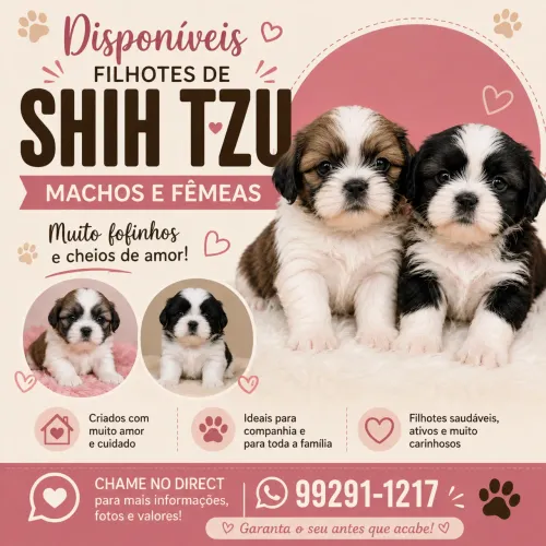 Shihtzu venda