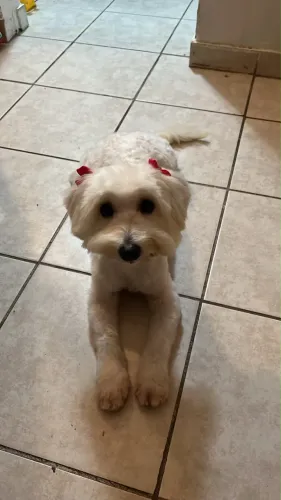 Cachorra poodle pra cruzar