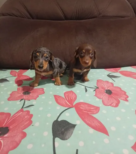 Filhotes de dachshund miniatura 