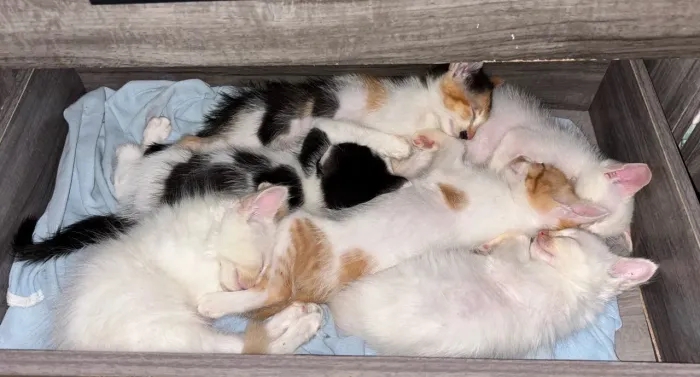 Gatos Filhotes para adoção