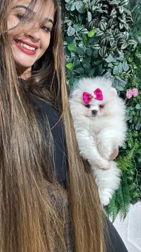 SPITZ ALEMÃO ANÃO!!!