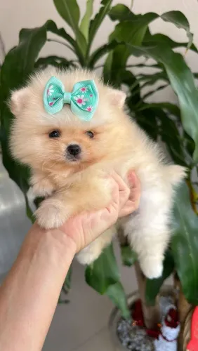 Spitz Alemão Anã Femea!! Uma Princesa