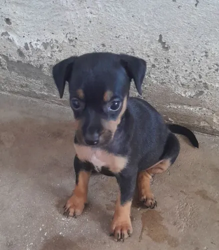 Cachorro pinscher número 2