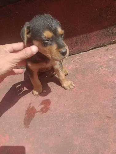 Filhote de rottweiler macho