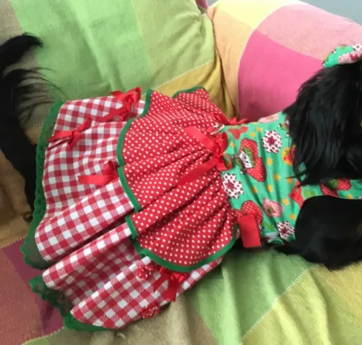 Vestido junino para Pet/Cachorro (G)
