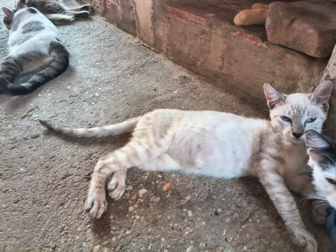 Gato para adoção