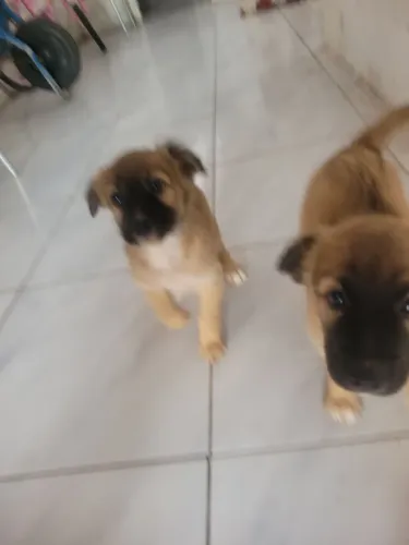 Cadelinhas para doação 2 meses