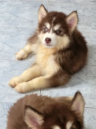 Husky siberiano wooly, macho, 2 meses.