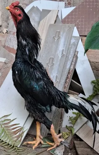 Galo Índio 
