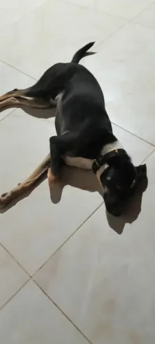 Cachorro 8 meses para doação