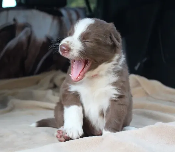 Border collie inteligente e muito ativo
