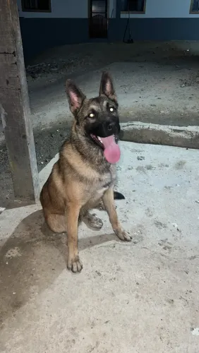 Cobertura pastor malinois