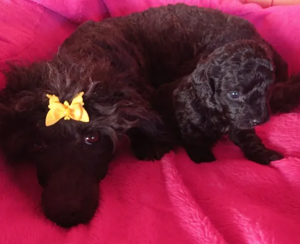 Vendo filhote de poodle black