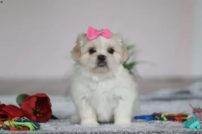Lhasa Apso - Adquira Hoje | Fale Agora