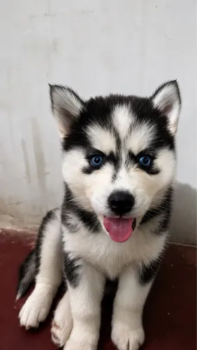 Husky siberiano fêmea aberto a negociação