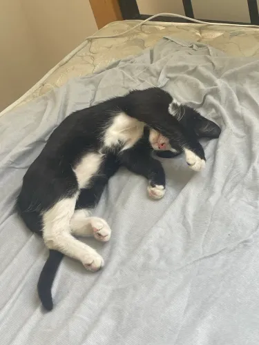 GATINHO FRAJOLA