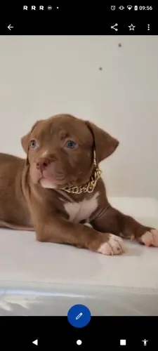 Filhote de Pit monster macho disponível( 1.500)