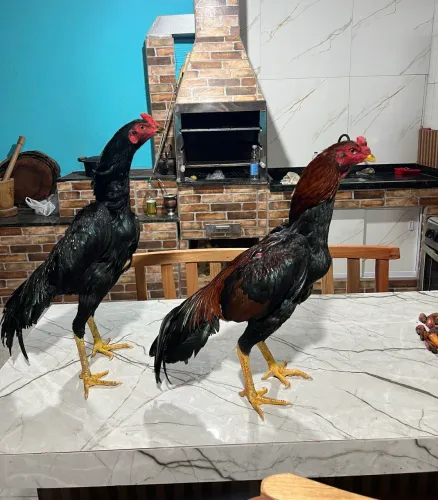 Frangos e frangas india