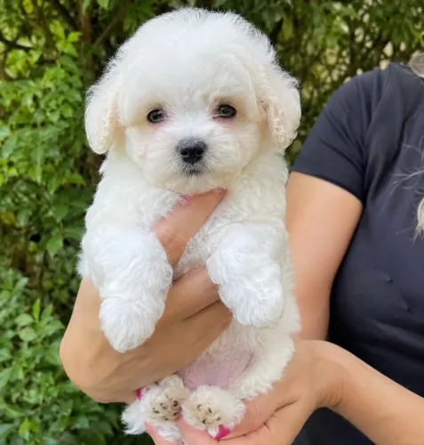 Poodle toy puros