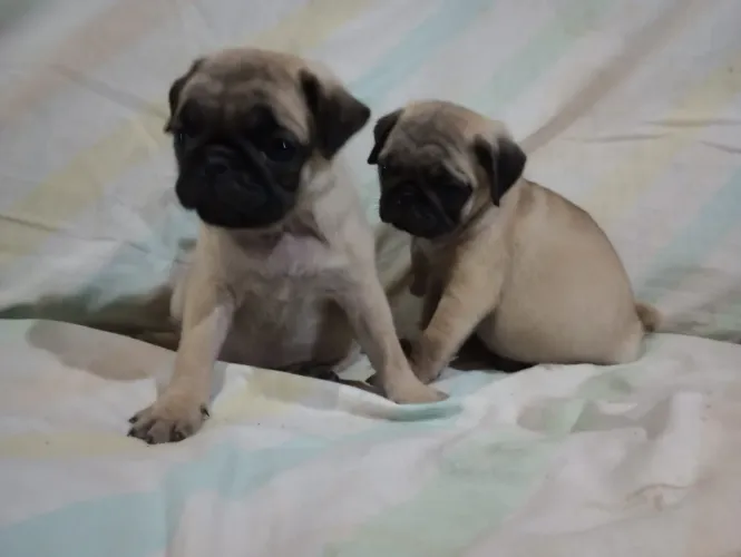 Pug fêmea 