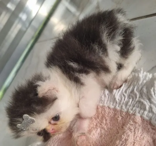 Gatos Persa 