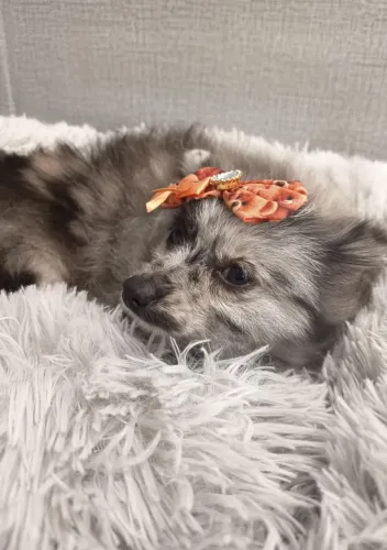 Spitz alemão