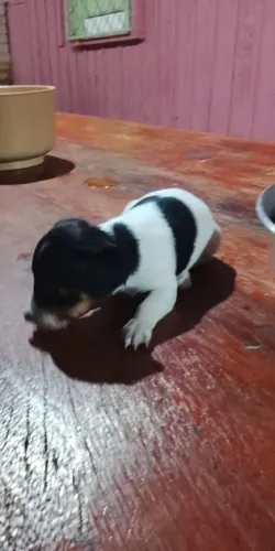 Vendo 