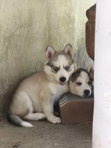 Cachorro da raça husky siberiano