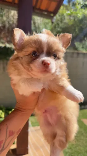Chihuhaua Chocolate Pelo Longo