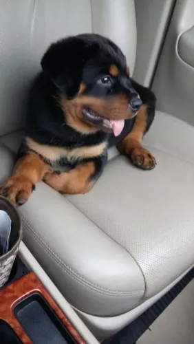 Rottweiler Conheça as opções disponíveis