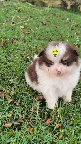 Machinho top spitz alemão anão olhos verdes
