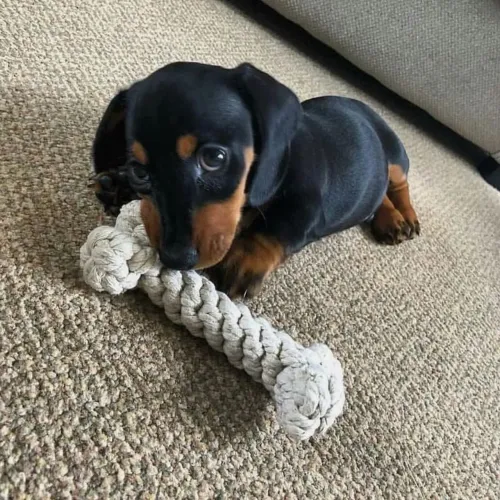Dachshund salsicha fêmea com pedigree Aceito cartão