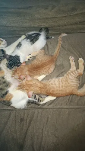 Filhotes de Gatos