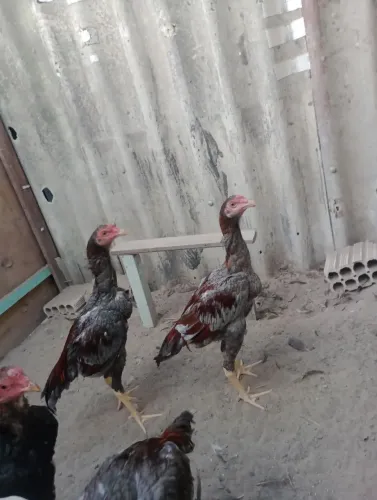 Vendo frango e fanga carioca de vários tamanhos Parte de 100 reais telefone *