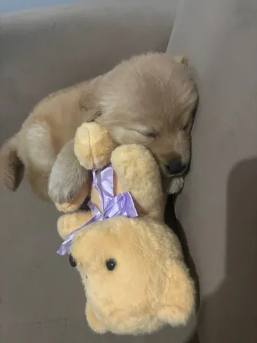 Golden Retriever - Carinho, Inteligência e Companheirismo