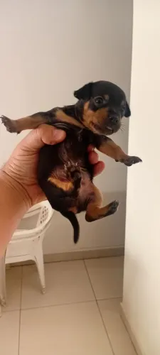 Filhote de Pinscher 1