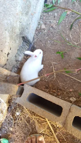 Coelho