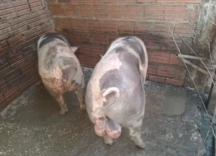 Porco barrao