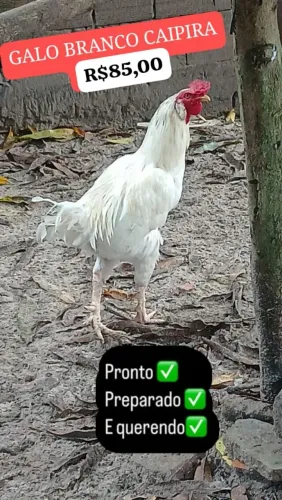 VENDO galo branco CAIPIRA 