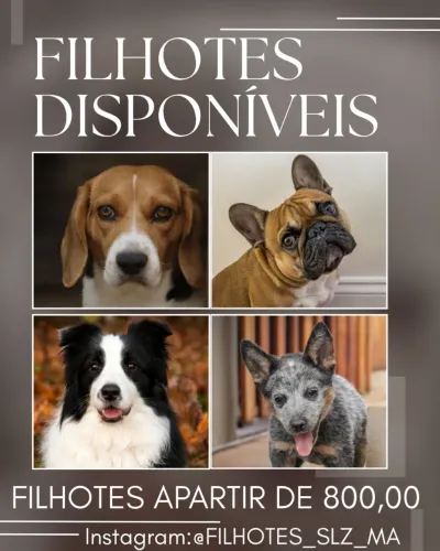 Beagle / Bulldog francês / border collie / BLUE Heller